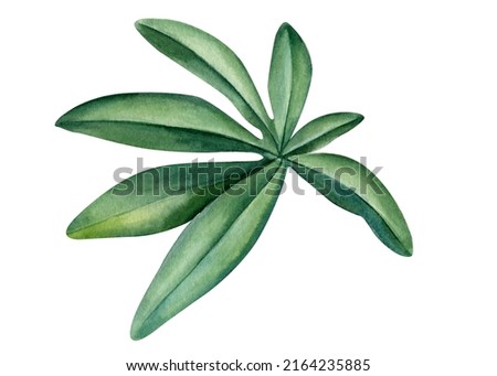 Passionflower leaf on isolated white background, watercolor illustration painting