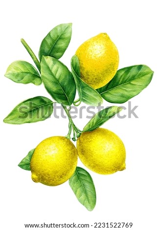 Lemon branch with leaves. Citrus fruits on isolated white background, watercolor botanical painting