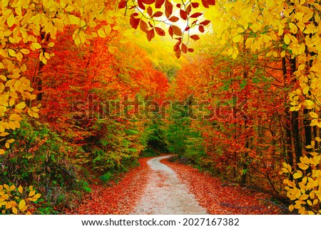 Colorful trees and footpath road in autumn landscape in deep forest. The autumn colors in the forest create a magnificent view. autumn view in nature. Domanic, Bursa, Turkey