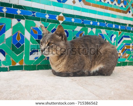 Similar – Image, Stock Photo Kitty II Cat feline Pelt