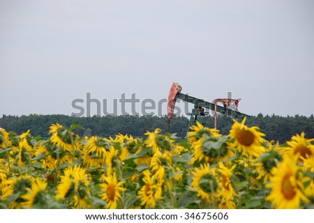 An oil drill in the middle of field of sunflowers - source of crude oil and natural sunflower oil.