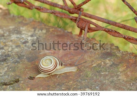Snail (Cepaea hortensis) heading towards gap between barbed wire and a concrete fundament of a fence. It\'s seeking freedom.