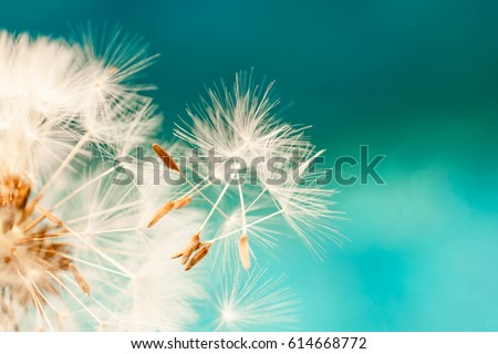 Similar – Image, Stock Photo Close up of dandelion fluff