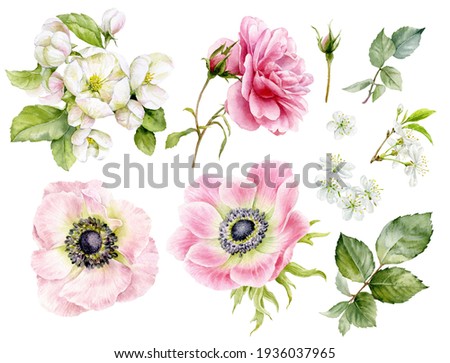 A set of beautiful delicate flowers. Watercolor illustrations of anemone flowers, rose, apple tree, cherry.