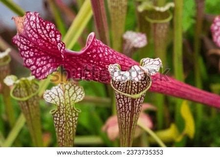Carnivorous plants in glass