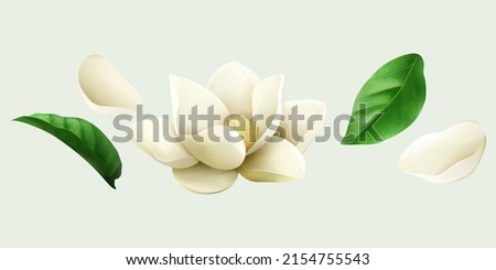 White jasmine drawings including flower bud, fresh leaves and petals. Floral elements isolated on light green background. Suitable for cosmetic or wedding decoration.