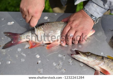 shutterstock puzzlepix