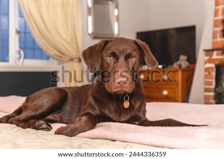 Similar – Foto Bild Glücklicher brauner Labrador Retriever in goldener Krone