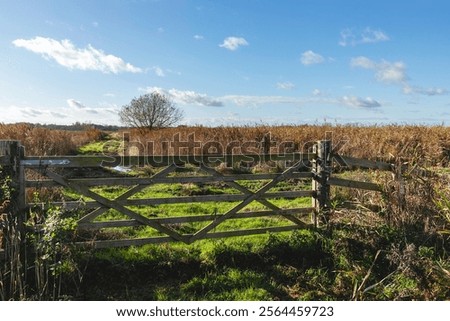 Similar – Image, Stock Photo special trees Idyll