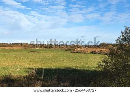 Similar – Image, Stock Photo special trees Idyll