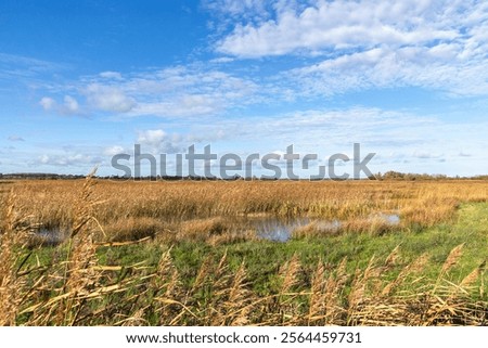 Similar – Image, Stock Photo special trees Idyll