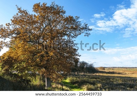 Similar – Image, Stock Photo special trees Idyll