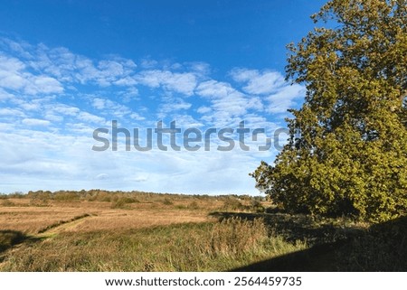 Similar – Image, Stock Photo special trees Idyll