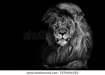 Lion king isolated on black , Portrait Wildlife animal 