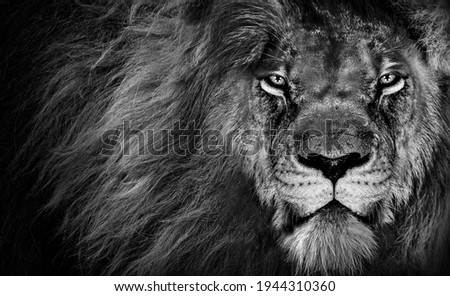 Lion king , Portrait Wildlife animal