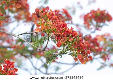 Flame Tree flower Royal Poinciana Foto stock © 