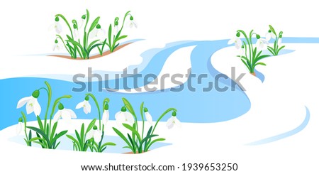 Spring meltwater flow and the first flowers sprout through the snow. White snowdrops in a flat style. The concept of the arrival of spring and the awakening of nature after winter. Vector illustration