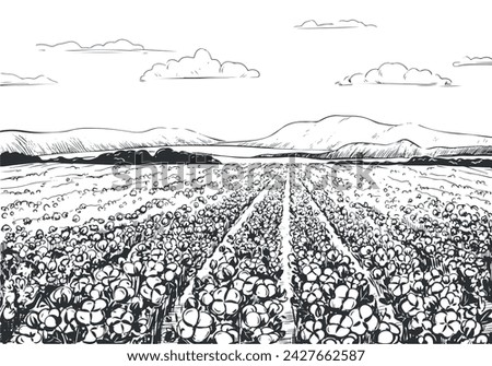 Vector sketch of a cotton field. Rural landscape with mountains, harvest time. Cotton leaves and flowers, detailed illustration of a farm in engraving style. Collection of raw materials for textiles.