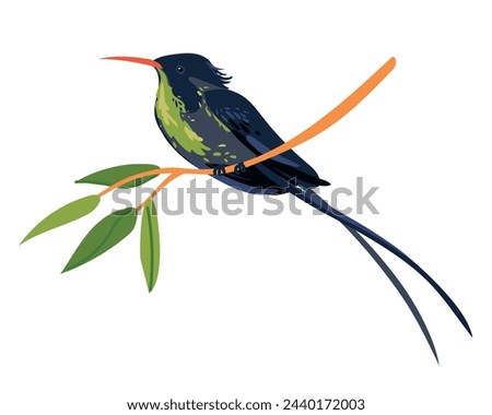 Rufous-billed Streamer-tailed Hummingbird (Trochilus polytmus) in front of a white background. National bird of Jamaica in flat style. A small bird sits on a branch. Vector illustration. Cartoon