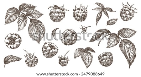 Set of vector drawings of Raspberries. Berries, flowers, leaves. Engraving style illustration. Farm harvest isolated on white background. Great for label, poster, print, logo. Vector.