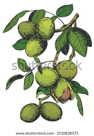 Similar – Image, Stock Photo green walnuts on the tree