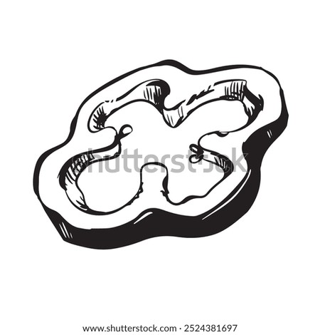 Vector illustration of a piece of ripe paprika. Black ink drawing of a slice of sweet pepper lies on the table. Engraving style sketch on a white background. Culinary Indian spice.