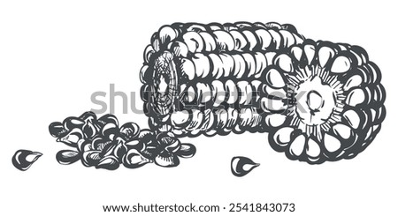 Similar – Image, Stock Photo Ripe corn cob lies on the brown earth, one sees withering leaves and stems of the corn plant