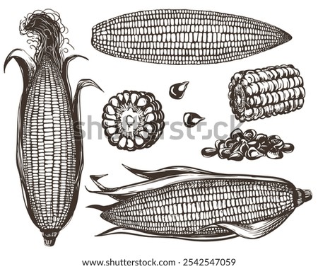 Similar – Image, Stock Photo Ripe corn cob lies on the brown earth, one sees withering leaves and stems of the corn plant