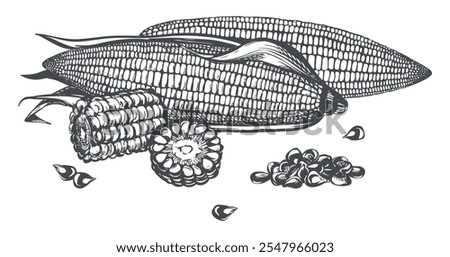 Similar – Image, Stock Photo Ripe corn cob lies on the brown earth, one sees withering leaves and stems of the corn plant