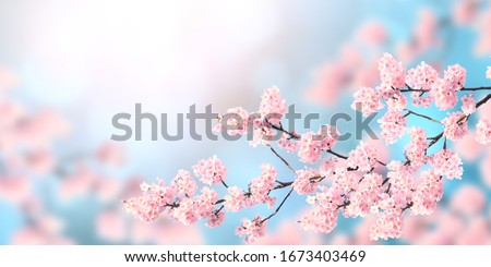 Similar – Image, Stock Photo cherry blossom Nature