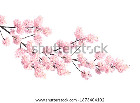 Similar – Image, Stock Photo Branches with spring flowers in the rain at the lake with rain tropics