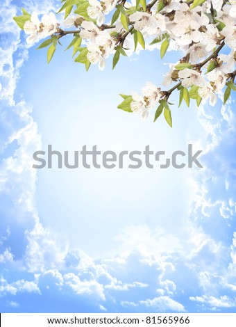 Flowers of cherry and blue sky