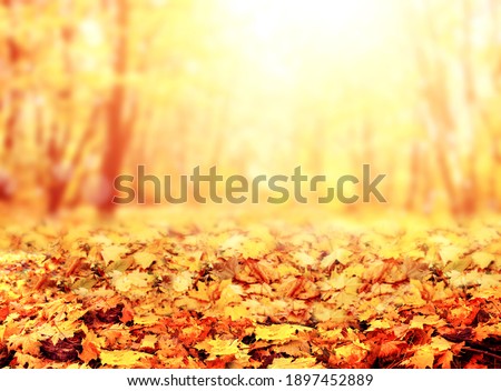 Fall season. Blurred background with autumn forest. Sunny fall backdrop with fallen leaves. Maples trees with yellow and orange leaves. Horizontal nature banner with yellow and orange autumn leaf