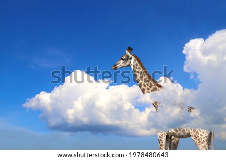 Giraffe above clouds. Cute giraffe in the sky. Fantastic scene with huge giraffe coming out of the cloud