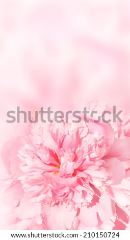 Flower of peony on pink background