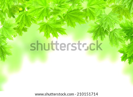 Spring frame with leaves of a maple. Isolated over white