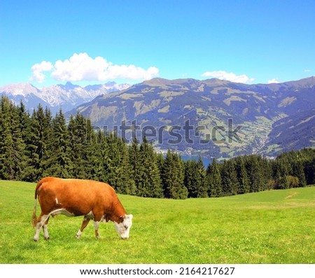 Cow grazing in a mountain meadow in Alps mountains, Tirol, Austria. View of idyllic mountain scenery in Alps with green grass and red cow on sunny day. European mountain landscape Photo stock © 