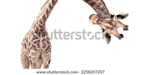 Giraffe face head hanging upside down. Curious gute giraffe peeks from above. Isolated on white background