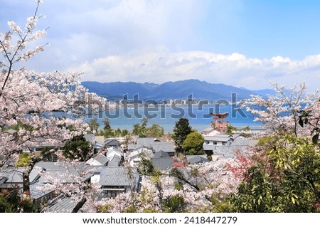 Similar – Image, Stock Photo Japanese cherry blossom, sea of blossoms in the Heerstraße in Bonn, Germany, splendid blossoms, Japanese cherry