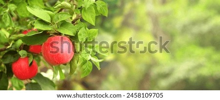 Similar – Image, Stock Photo Apple tree in autumn in a garden with an old farmhouse in the old town of Oerlinghausen near Bielefeld on the Hermannsweg in the Teutoburg Forest in East Westphalia-Lippe