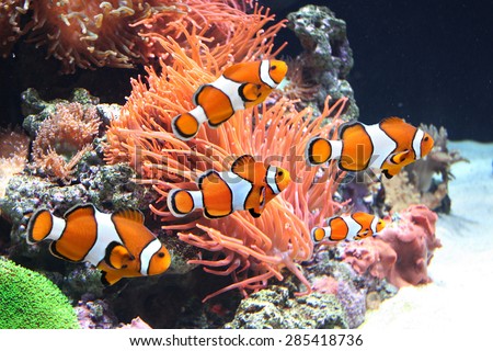Sea anemone and clown fish in marine aquarium