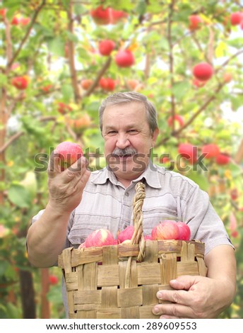 Elderly man, harvesting a apple in garden