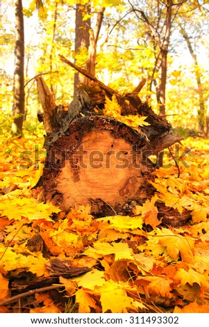 Autumn maple leaves and log