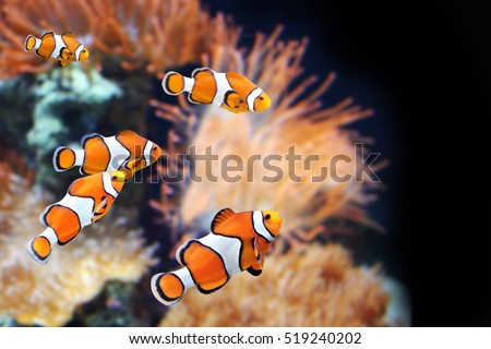 Sea Anemone