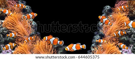 Sea Anemone
