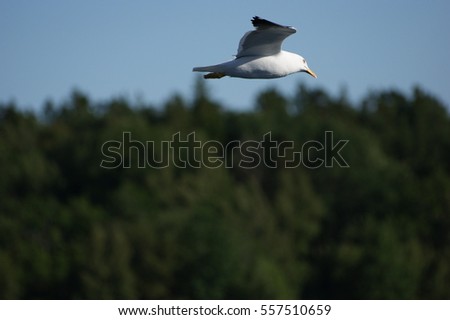 Larinae mewa seagull Zdjęcia stock © 