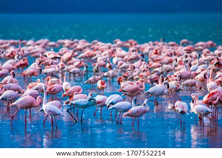 African flamingos. Group of flamingos stand in the water. Flock of flamingos on the background of blue lake. Flamingo in Kenya National Park. Birds in Lake Nakuru. Traveling on the African savannah