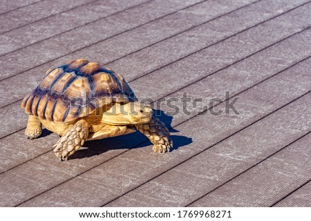 Turtle is walking on the street floor. Sea turtle crawling around the city. Fauna of the Pacific Ocean. Boxing turtle close-up. Concept - sale of feed for home reptiles. Fauna of Japan.