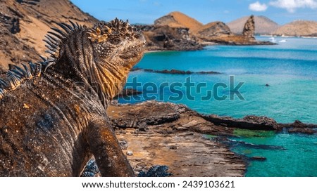 Similar – Image, Stock Photo Endangered Green Iguana in Tree, Guadeloupe, Caribbean