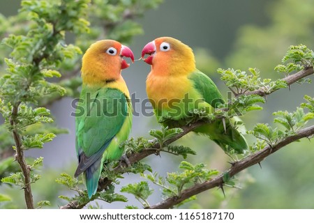 Lilian's Lovebird